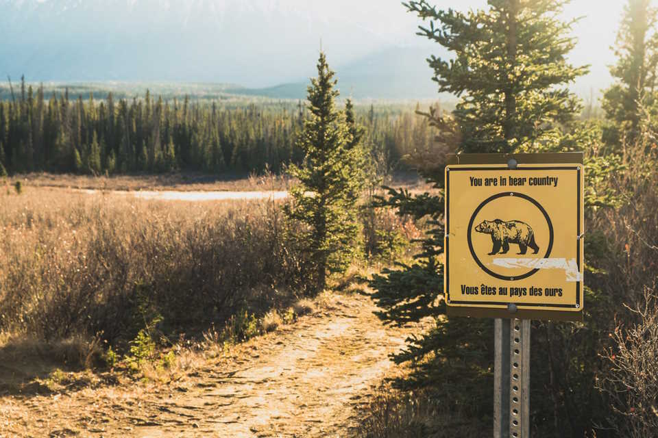 Tips for Hiking and Camping in Bear Country During Summer